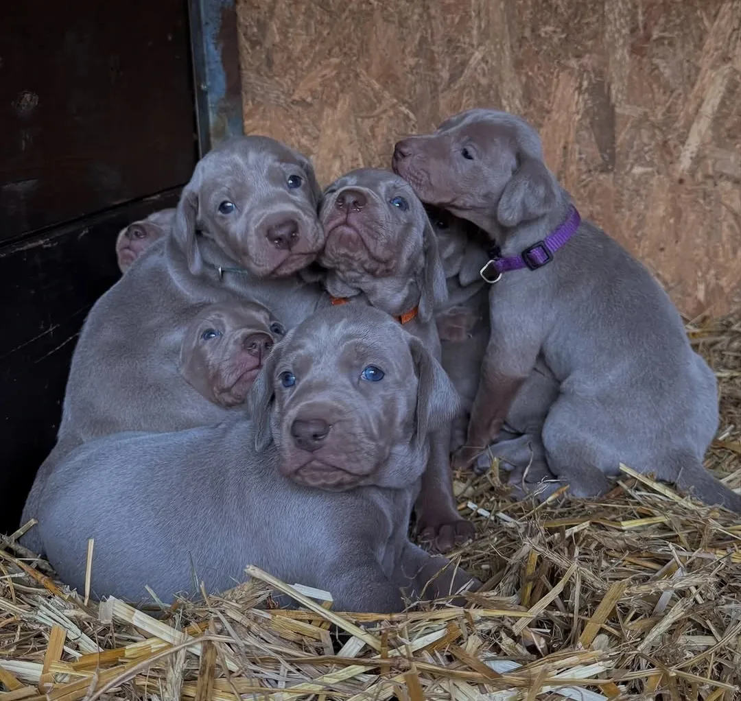 Weimaraner Ranch Dei Cuori in Corsa
