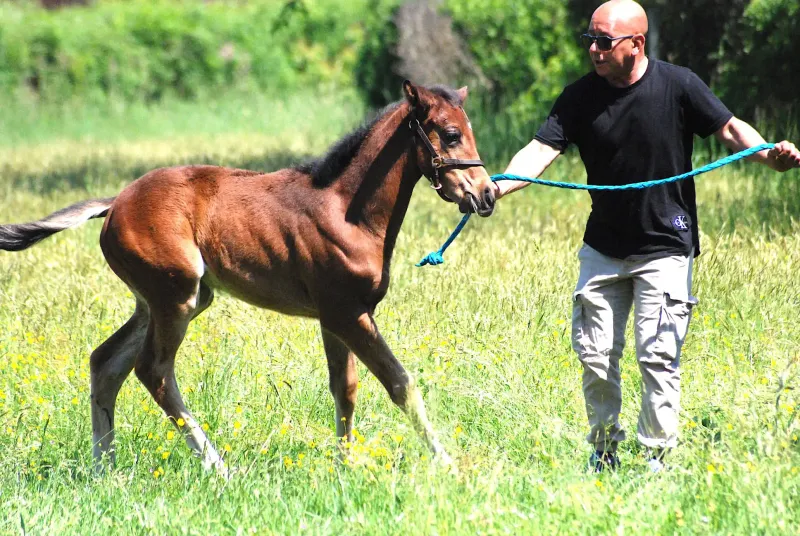 Proprietario con cavallo